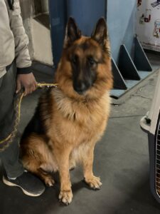 SI Freight Pvt. Ltd.