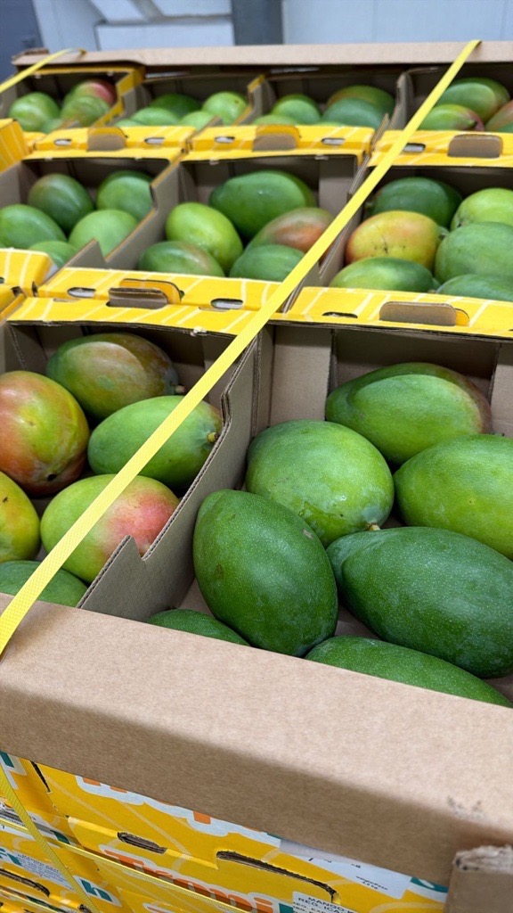 ICTL Belgium Manages Fresh Mango Shipment from Colombia to Lithuania